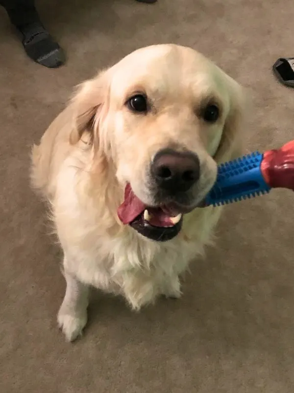 Adolescent Golden Puppy - Golden Retriever holding blue toy in mouth.