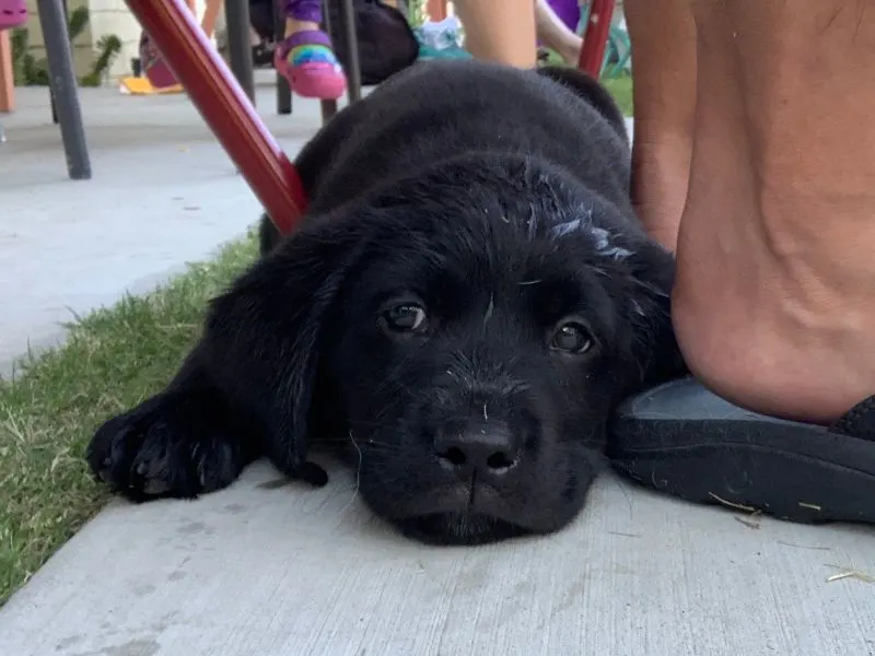 Black Lab Puppy - Elsa