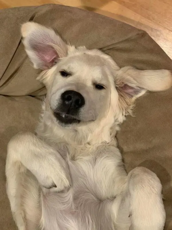 Goofy Juvenile Golden - Golden Retriever lying on her back.