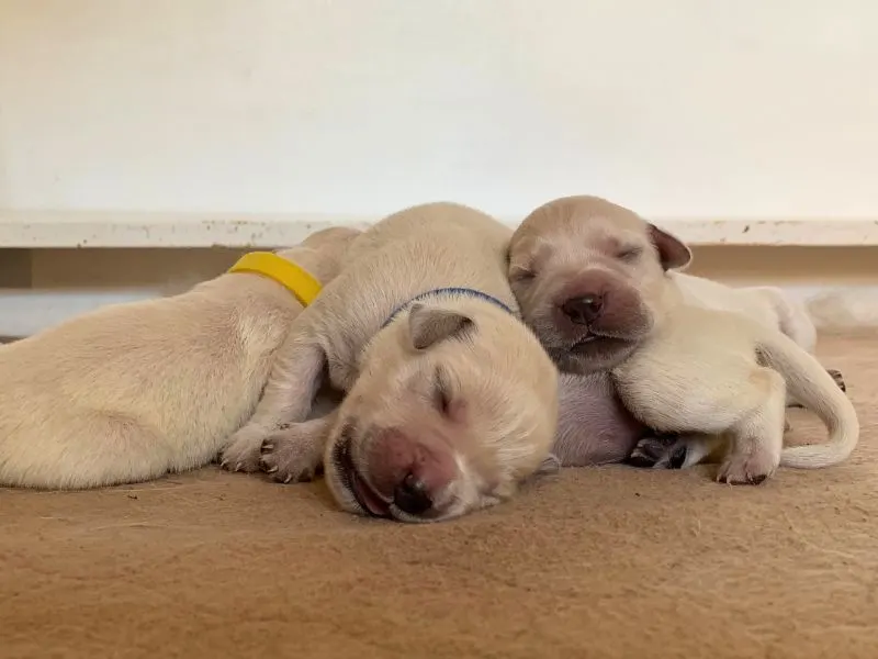 Neonatal Puppies - Just a few days old, Golden Retriever puppies pile up for warmth.