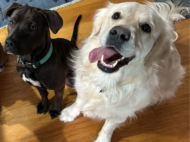 Ranking Period - Golden puppy sits next to black dog with white mark on chest.