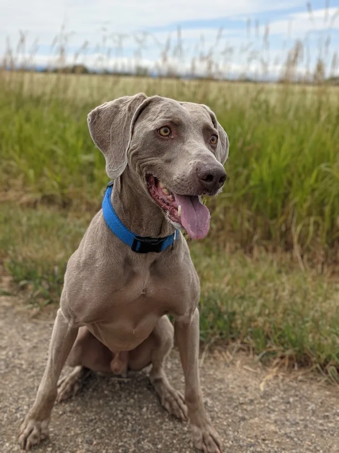 How to stop dog from chasing squirrels