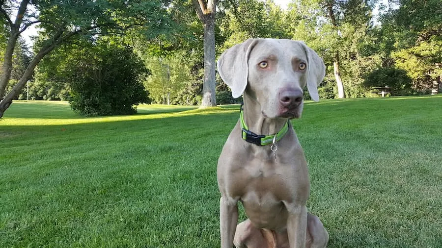 Pare o cachorro de perseguir esquilos