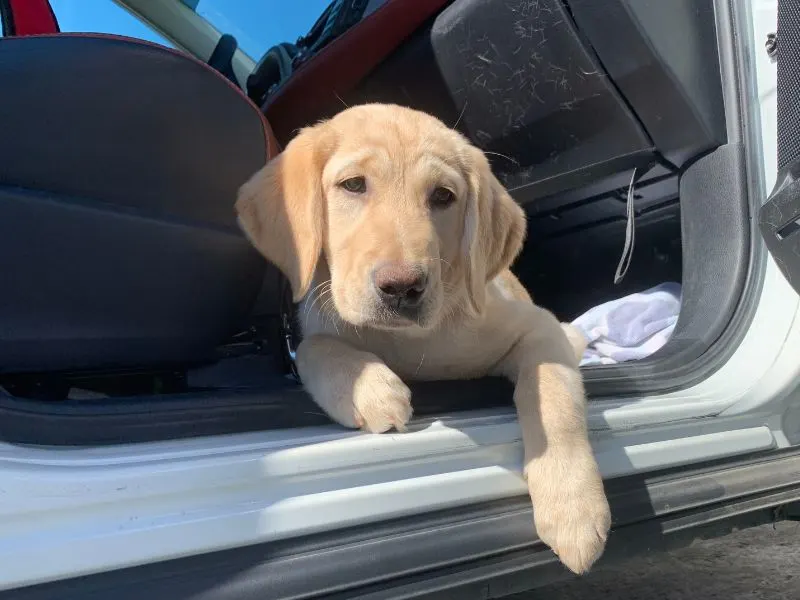 Yellow Lab sitting on passenger side floorboards
