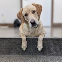 Feeding raw game meat to dogs