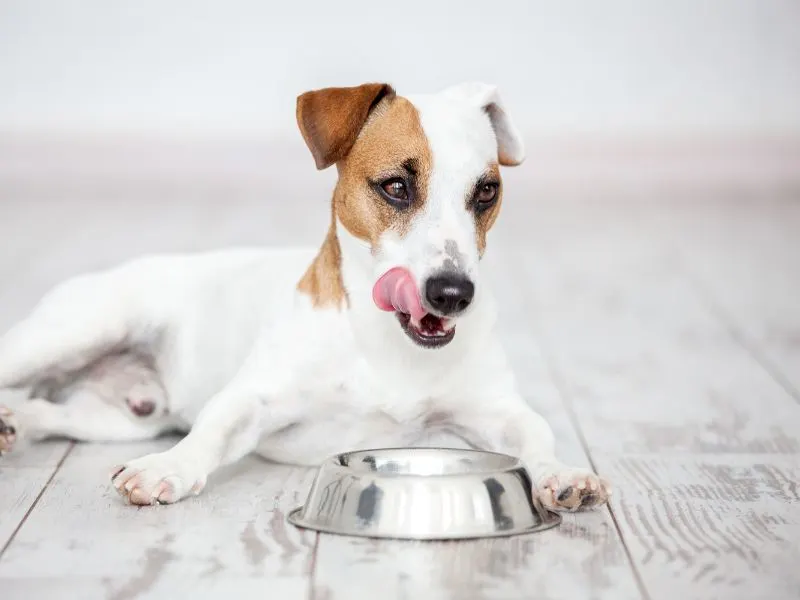 Dog eating from bowl