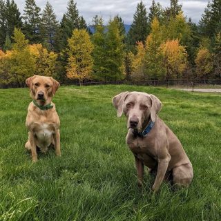 Lab vs Weimaraner