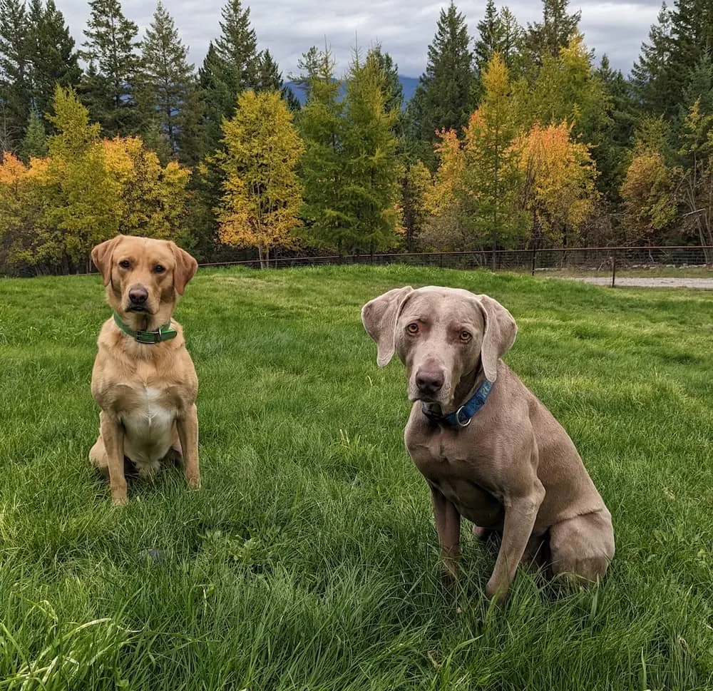 Laboratório vs Weimaraner